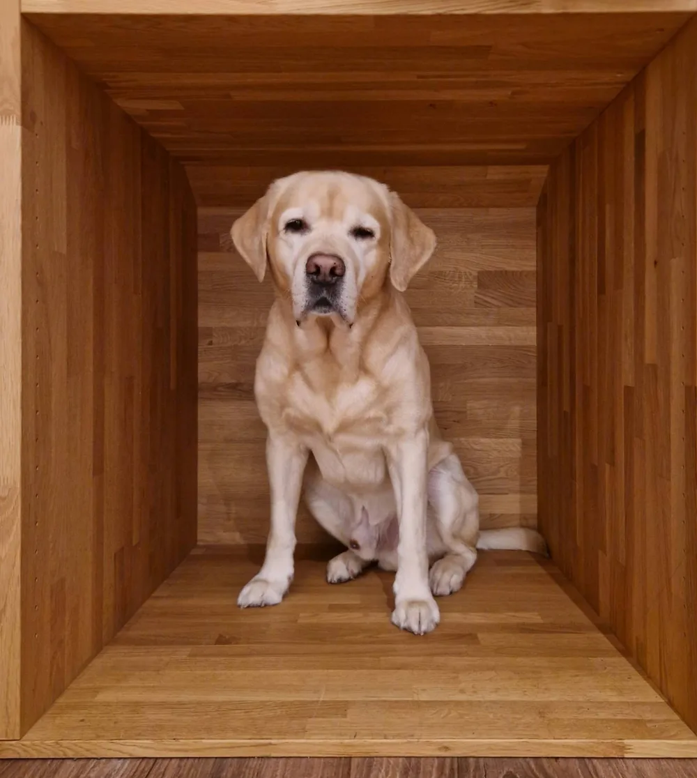 Labrador Chase sitzt in einer Holzbox